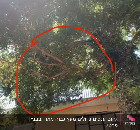 עץ עם ענפים מסומנים לגיזום ליד בניין